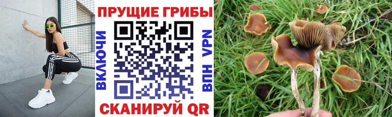 Галлюциногенные грибы GOLDEN TEACHER Гай